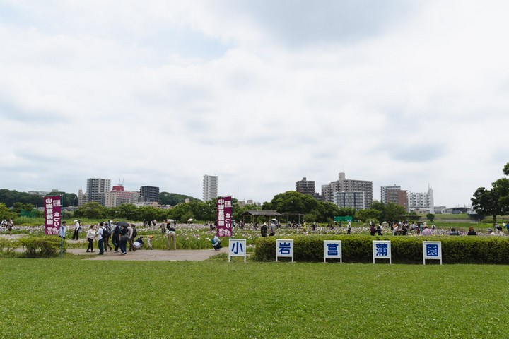 小岩菖蒲園の花菖蒲